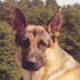 Le chien Berger Allemand